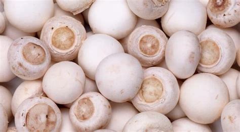 白色的蘑菇有哪几种