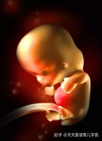 胎儿发育详细过程