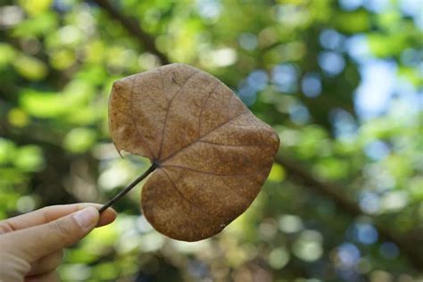 有趣的叶子_观察日记450字（优秀6篇）