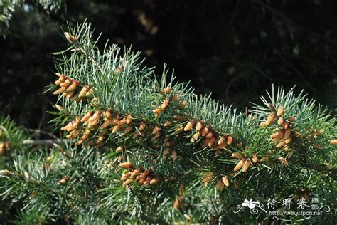 美国花旗松木料干燥后会开裂吗