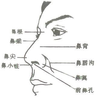 16周鼻骨的标准