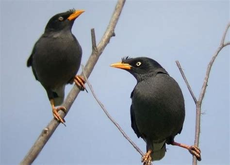 写物作文600字：八哥鸟(推荐9篇)