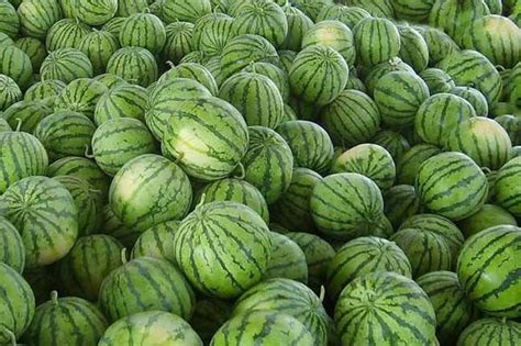 种西瓜的方法-写物作文400字[推荐5篇]