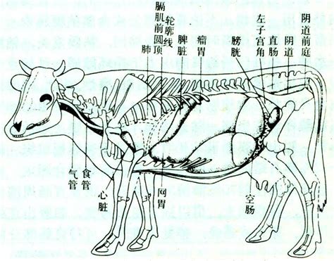 母牛的子宫颈口