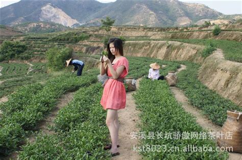 采茶叶200字【推荐5篇】