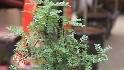 植物清香木的養殖方法？