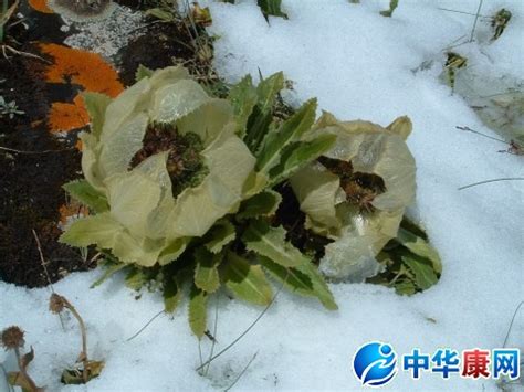 描写雪莲花的名言语句