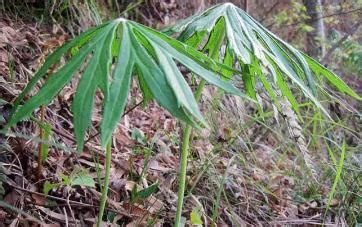 这种叶子的草本植物叫什么名字