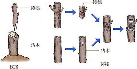 刺茄嫁接番茄挂果好吗