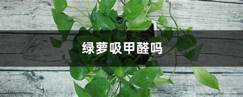 新房什么植物吸甲醛效果好