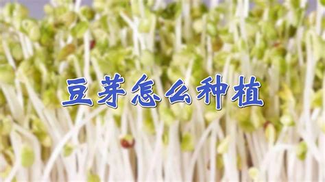 种豆芽怎么种?