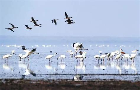 候鸟飞回来的诗句