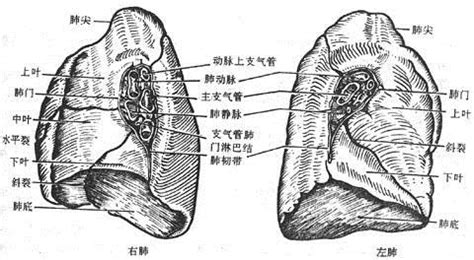 叶舌段可见条索影,是怎么回事