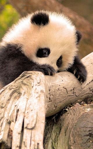 国宝大熊猫-小动物作文700字【合集5篇】