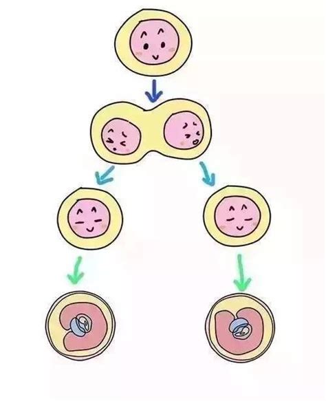 同卵双胞胎发育过程图40周