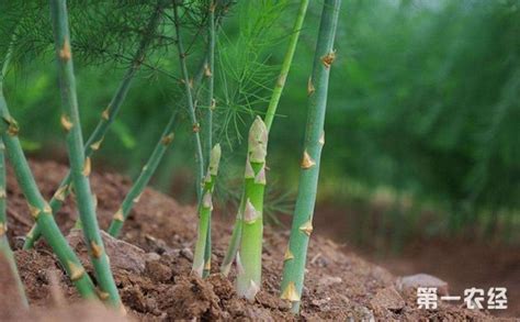 芦笋的种植方法