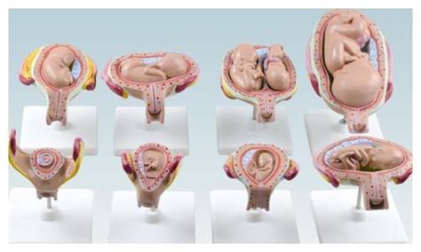 胎儿大脑发育全过程