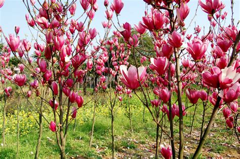 玉兰花怎样栽培