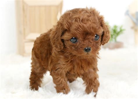 怎么养茶杯泰迪犬，茶杯泰迪犬的喂养成本