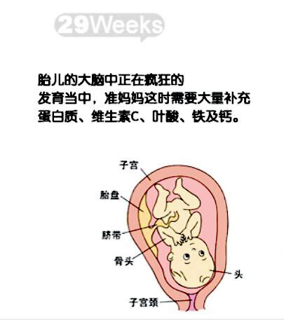 怀孕1-10月肚子变化图