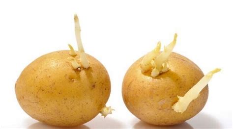 胆结石能不能吃土豆