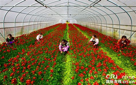 遵义的花卉市场在哪儿