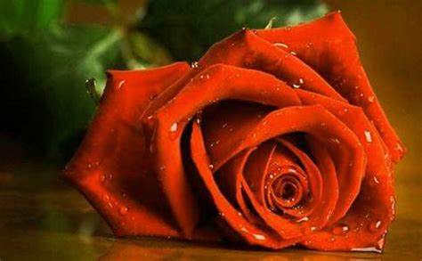 我爱玫瑰花-关于花的作文300字【合计5篇】