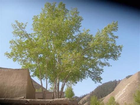 白杨树_小学生状物作文300字（推荐5则）