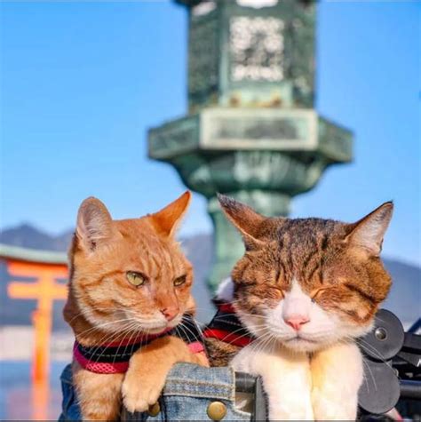 8年环球日本1000+景点，这两只开挂猫咪，比旅行达人还会玩