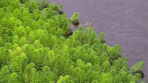 金鱼藻是轮藻吗?它没有根的话靠什么吸收养分生长呢?