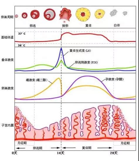 孕32周发育高峰期