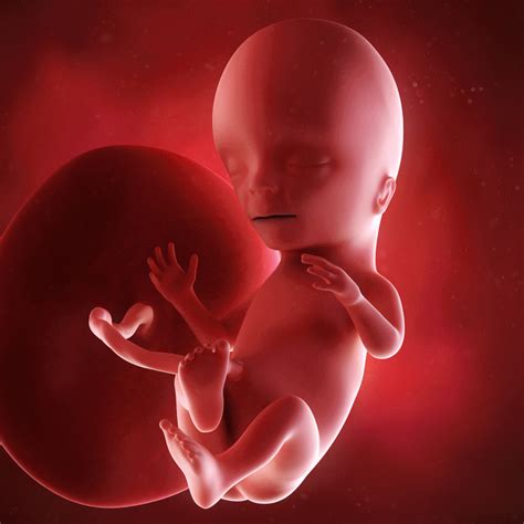 三个半月胎儿在腹中的样子