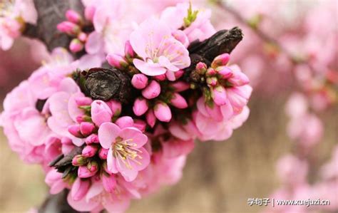 桃花的形状、颜色和气味