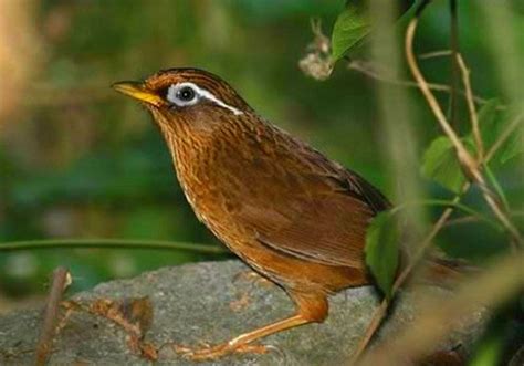 会画眉的动物_小动物作文600字【精选5则】