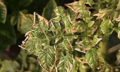 植物病毒名词解释