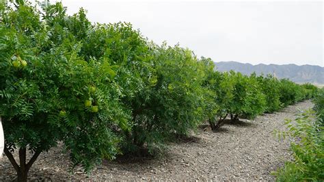 文冠果现在的种植前景 哪里可以买到优质的苗木和种子