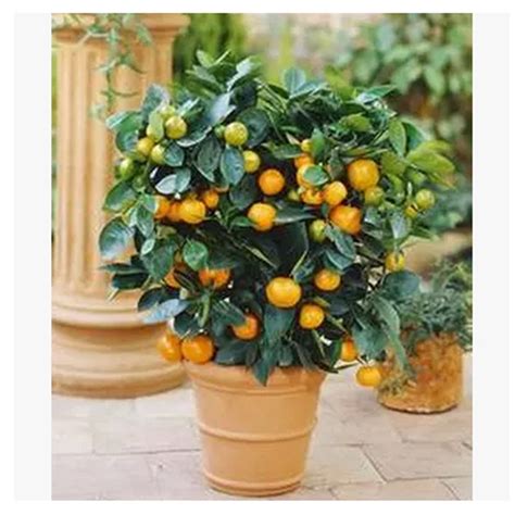 我家有一棵金桔树-状物作文500字（摘抄6则）