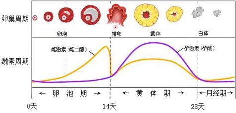 月经前分泌物会多吗