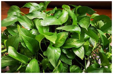 忘不了那绿萝_关于绿萝的作文500字（推荐6则）