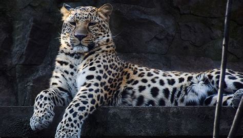 有趣的动物-关于金钱豹作文200字（汇总8篇）