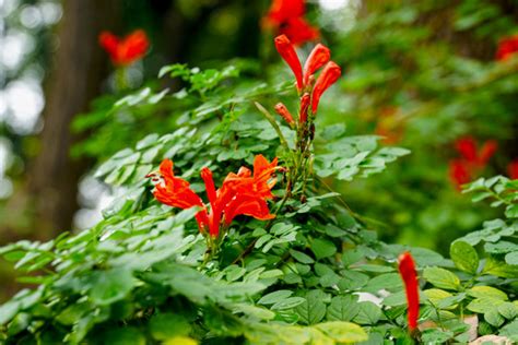 凌霄花花语