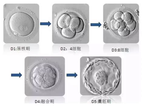 鲜胚和冻胚的区别