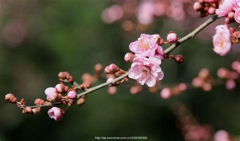 花红柳绿四季春是什么生肖