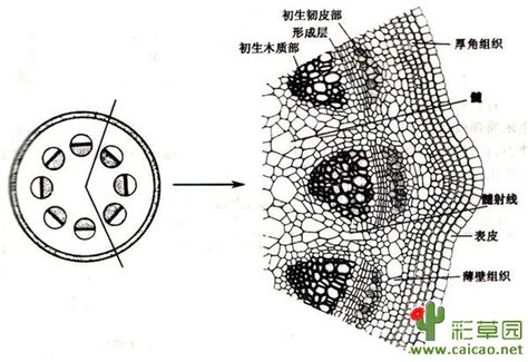 茎字的结构是什么