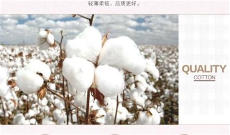 长绒棉和一般全棉有什么区别 长绒棉和一般全棉哪个好