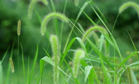 这是什么植物?什么名称?