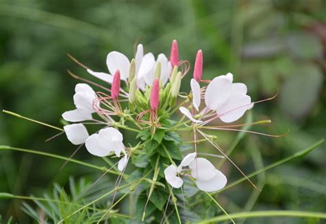 白花菜子的图片