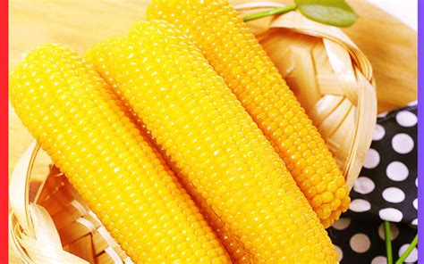 玉米为什么被称为饲料之王