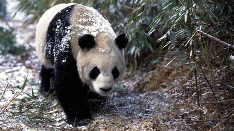 熊猫动态壁纸为什么没有悬浮窗,其他应用都有,为什么在熊猫动态壁纸里面就找不到悬浮窗呢?怎么回事呢?