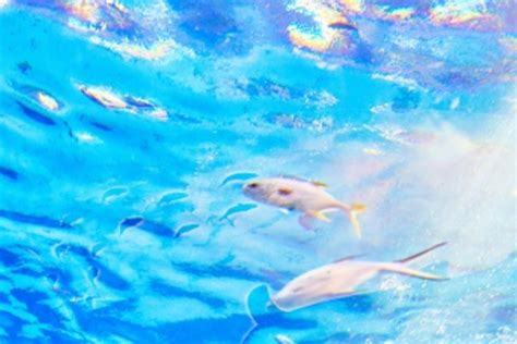 鲤鱼-写物作文500字（推荐6则）